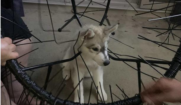 FRNSW Crew Rescues Stuck Husky Puppy In Queanbeyan
