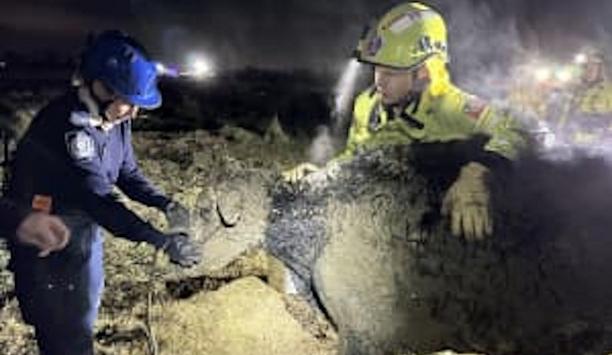 FRNSW Rescues Calf From Mud In Sydney