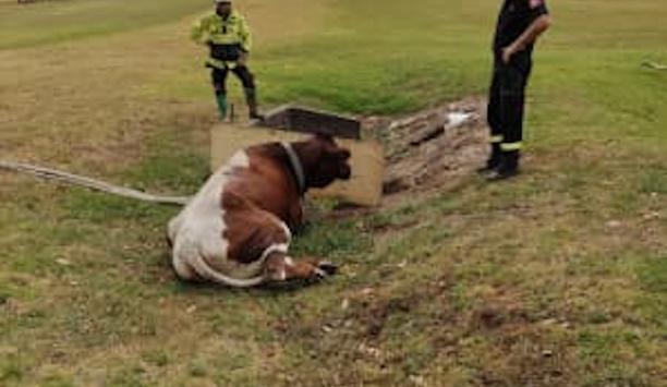 FRNSW Rescues Cow Twice In 24 Hours