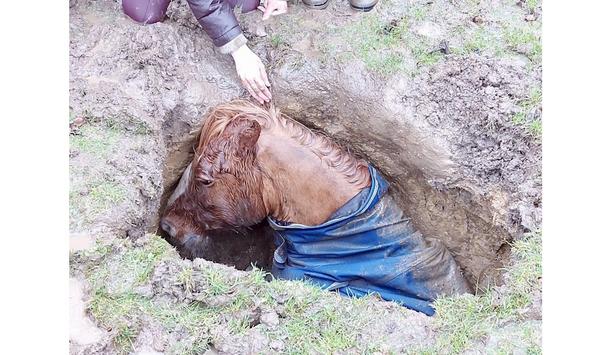 Prince The Horse Is Rescued By Firefighters In Dramatic Excavation Mission
