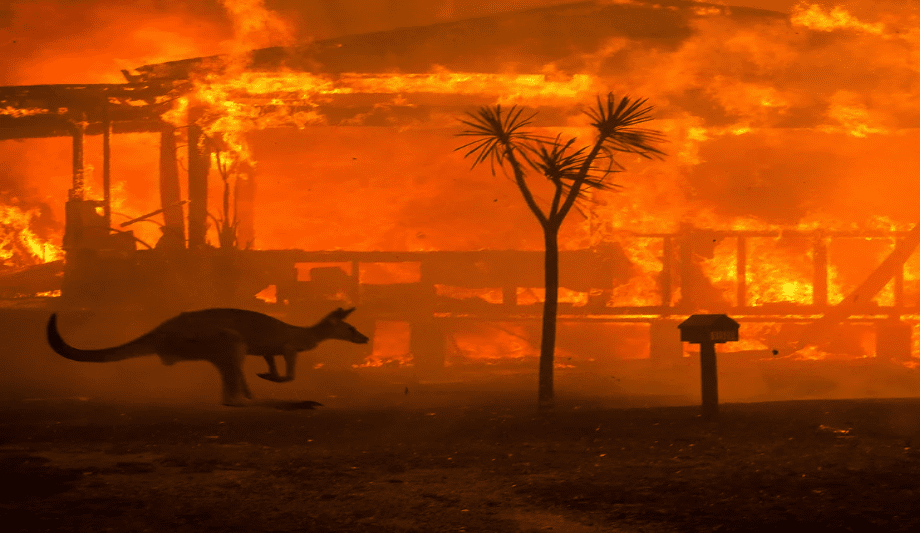 Ceasefire Discusses About Bush Fire Turning Wild