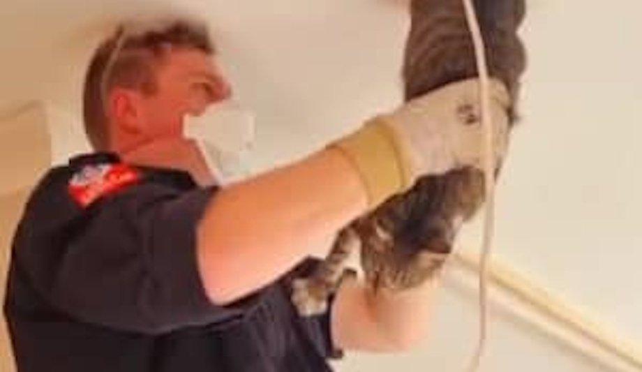 Firefighters Rescue Cat From Roof Cavity In Meadowbank