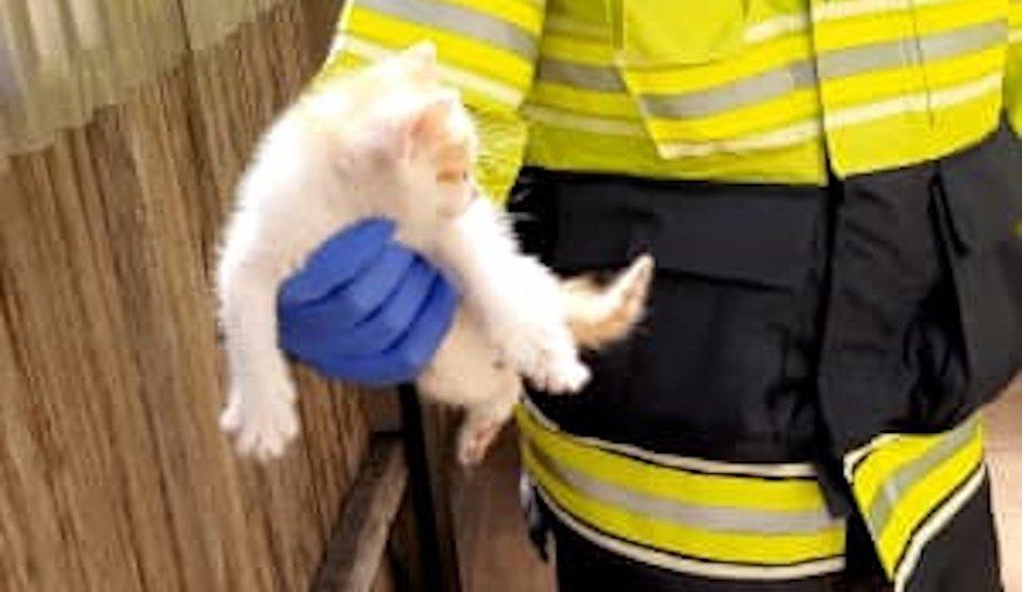 FRNSW Firefighters Rescue Kitten From Wall In Sydney