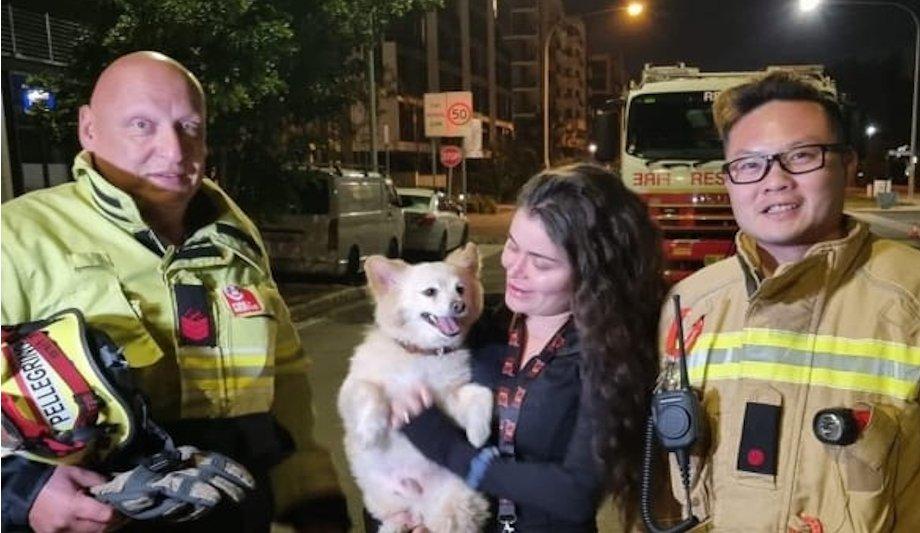 Firefighters Save Dog On Ledge In Wentworth Point