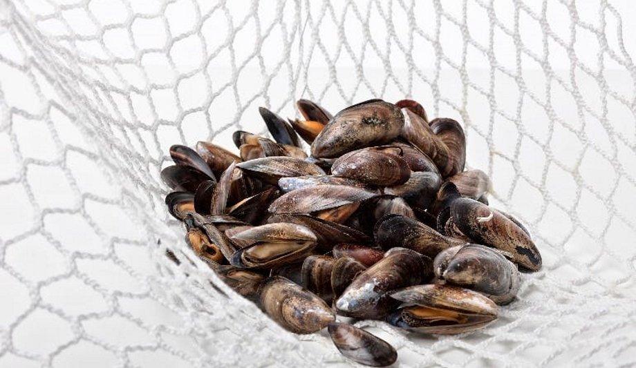 LENZING™ Lyocell Fibers – Plastic Free For Aquatic Farming
