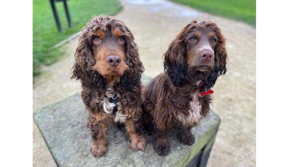 WYFRS: Paw-Some Response As Puppy Stops Dog Father ‘Icing’ With Death